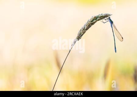 Lestes verdi, damselfly smeraldo (Lestes sponsa), seduto su un'erba, Paesi Bassi, Frisia Foto Stock