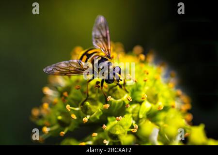 Deathskull Fly, Deathskull hoverfly (Myathropa florea), seduto su ivy Flowers, Paesi Bassi, Frisia Foto Stock