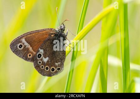 Grande brughiera (Coenonympha tullia, Coenonympha Typhon), con una lama d'erba, vista laterale, Paesi Bassi, Frisia Foto Stock