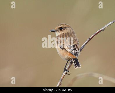 Stejneger's Stonechat (Saxicola stejnegeri), First-Winter , Regno Unito, Inghilterra, Norfolk Foto Stock