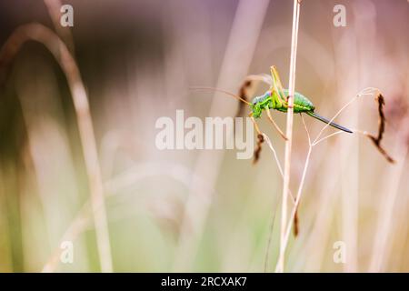 WESTERN Saddle Bush-cricket, cespuglio-cricket (Ephippiger diurnus), femmina in erba, Paesi Bassi, Gelderland Foto Stock