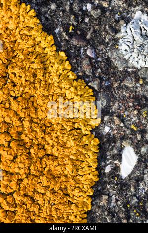 Elegante lichen di Sunburst, elegante Lichen arancione parete (Xanthoria elegans, Rusavskia elegans, Amphiloma elegans, Caloplaca dissidens, Caloplaca elegans, Foto Stock