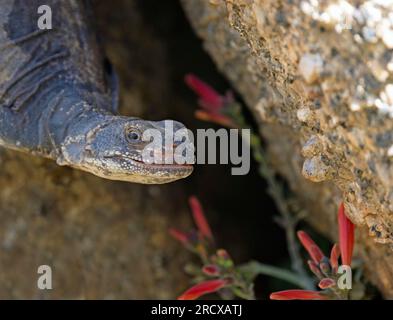 chuckwalla comune (Sauromalus ater), femmina in una pianta di alimentazione, ritratto, USA, Arizona, Pinnacle Peak Foto Stock