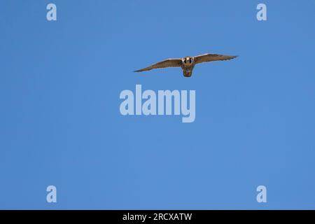 Falco peregrinus, giovane maschio in volo planato, vista frontale, Paesi Bassi Foto Stock