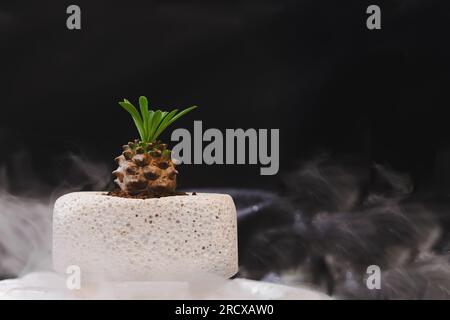 Piccolo cactus in vaso di argilla su fondo nero con fumo. Foto Stock