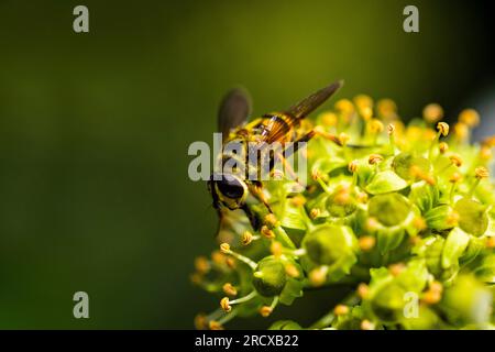 Deathskull Fly, Deathskull hoverfly (Myathropa florea), seduto su ivy Flowers, Paesi Bassi, Frisia Foto Stock