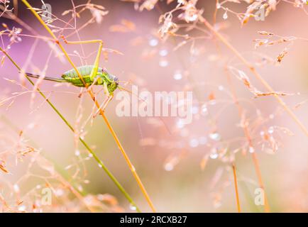 WESTERN Saddle Bush-cricket, cespuglio-cricket (Ephippiger diurnus), femmina in erba, Paesi Bassi, Gelderland Foto Stock