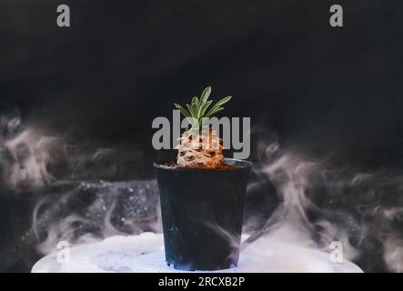 Piccolo cactus in vaso di plastica su fondo nero con fumo. Foto Stock