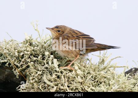 Parula lanceolata (Locustella lanceolata), primo inverno arroccato su una roccia ricoperta di licheni, Regno Unito, Scozia Foto Stock