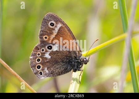 Grande brughiera (Coenonympha tullia, Coenonympha Typhon), con una lama d'erba, vista laterale, Paesi Bassi, Frisia Foto Stock