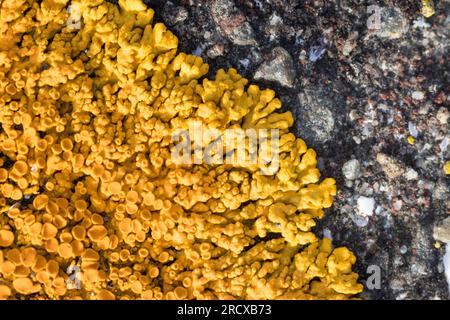 Elegante lichen di Sunburst, elegante Lichen arancione parete (Xanthoria elegans, Rusavskia elegans, Amphiloma elegans, Caloplaca dissidens, Caloplaca elegans, Foto Stock