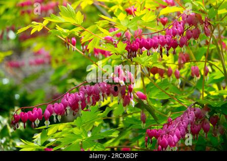 Bleeding Hearts, Lamprocapnos, Dicentra spectabilis 'Gold Heart', Shady spot in Garden Pink Yellow Lamprocapnos spectabilis Flowering Bright Blooms Foto Stock