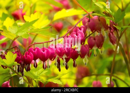 Dicentra spectabilis, Perennial, Plant, Lamprocapnos, Dicentra spectabilis "Gold Heart" Foto Stock