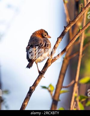 Il piccolo tessitore con la testa di perviero è un uccello molto sociale. Sono allevatori cooperativi e condividono tutti gli aspetti dell'allevamento. Foto Stock