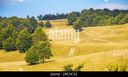 paesaggio con prati erbosi e pascoli. faggi sulla collina Foto Stock