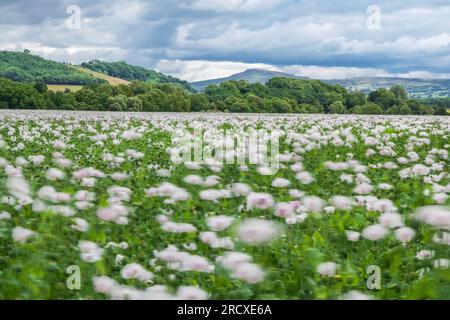 Poppy Field (Papaver somniferum) coltivato nella campagna dello Shropshire per i suoi semi che andranno al commercio alimentare. Luglio 2023 Foto Stock