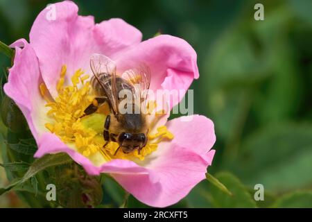 Ape sul fiore rosa di una rosa di cane in primo piano Foto Stock