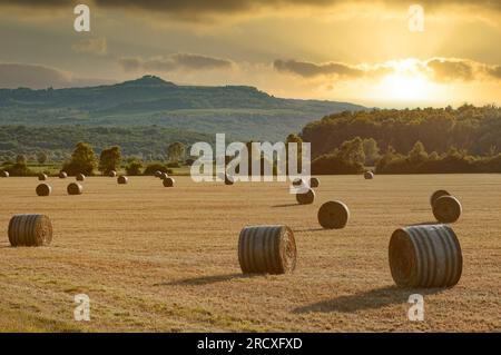 Campo di campagna con balle di fieno al tramonto in Istria, Croazia, vicino alla città di Buzet. Prato di grano tagliato e colline sullo sfondo con calde serate Foto Stock