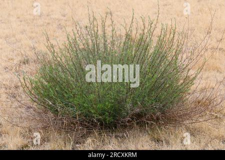 Feld-Beifuss, Feld-Beifuß, Feldbeifuss, Feldbeifuß, Artemisia campestris, Campo wormwood, spiaggia wormwood, wormwood settentrionale, Breckland wormwood, borea Foto Stock