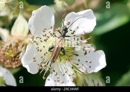 Gemeiner Scheinbockkäfer, Gemeiner Schenkelkäfer, Scheinbock, Blütenbesuch an Brombeere, Oedemera femorata, Oncomera femorata, Schenkelkäfer, Scheinbo Foto Stock