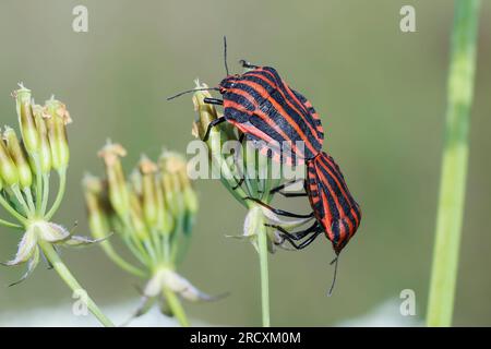 Streifenwanze, Paarung, Paar, Kopulation, Kopula, Streifen-Wanze, Graphosoma italicum, Ehemals Graphosoma lineatum bezeichnet, Italian Striped-Bug Foto Stock