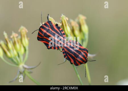 Streifenwanze, Paarung, Paar, Kopulation, Kopula, Streifen-Wanze, Graphosoma italicum, Ehemals Graphosoma lineatum bezeichnet, Italian Striped-Bug Foto Stock