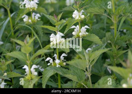 Weiße Taubnessel, Weisse Taubnessel, Lamium album, ortica bianca, ortica morta bianca, bollitore bianco Foto Stock