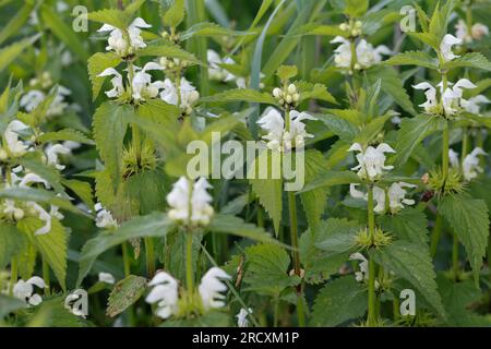 Weiße Taubnessel, Weisse Taubnessel, Lamium album, ortica bianca, ortica morta bianca, bollitore bianco Foto Stock