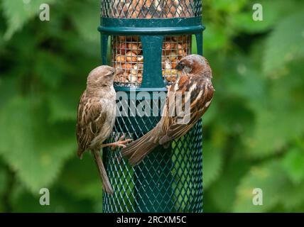 Casa Passero (Passer domesticus) Foto Stock