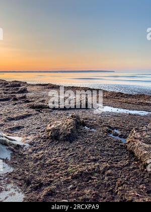 Paesaggio marino con alghe sulla costa selvaggia. Foto Stock