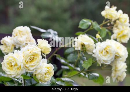 Nostalgica rosa bianca da arrampicata in fiore su sentieri in legno in un bellissimo giardino estivo Foto Stock