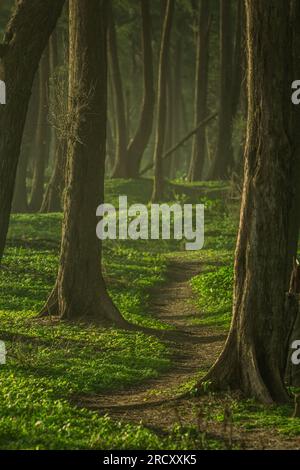 Sentiero nella foresta attraverso una splendida vegetazione; sentiero attraverso la giungla Foto Stock