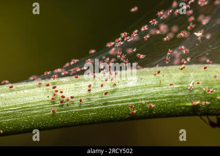 Acaro ragno rosso che alimenta le piante su colture da giardino Foto Stock