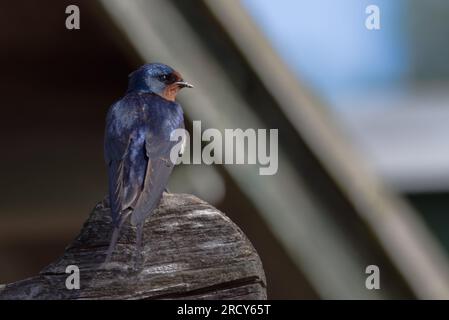 Swallow (Hirundo rustica), Golden Loch, Fife, Scozia. Foto Stock