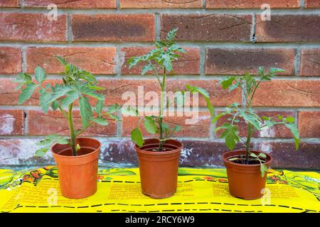 Piante di pomodoro in pentole pronte per essere messe in borsa Foto Stock