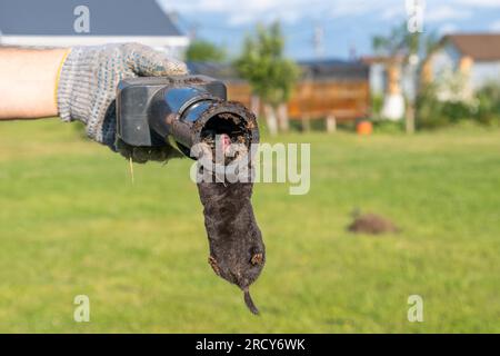 Talpa in una trappola nelle mani di un giardiniere sullo sfondo di un prato Foto Stock