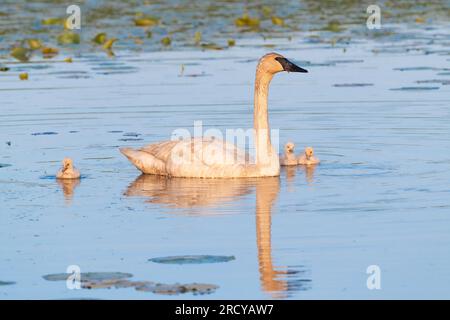 Cigno trombettista (Cygnus buccinator) con imbragature, pulcini sull'acqua, Stati Uniti orientali, di Dominique Braud/Dembinsky Photo Assoc Foto Stock
