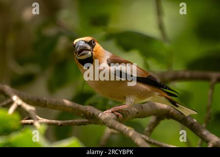 Hawfinch - Coccothraustes coccothraustes, splendido uccello colorato arroccato proveniente dalle foreste del Vecchio mondo, Slovenia. Foto Stock