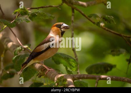 Hawfinch - Coccothraustes coccothraustes, splendido uccello colorato arroccato proveniente dalle foreste del Vecchio mondo, Slovenia. Foto Stock