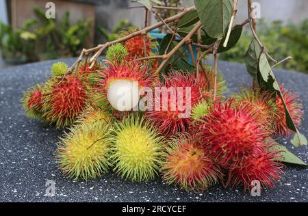 Lipa, Filippine. 17 luglio 2023 : i raccoglitori di frutta raccolgono i rambutan tra due cicloni. Il ciclone tropicale Dodong ha appena causato danni, ma il nuovo tifone Egay si sta già formando. Jayce Manalo, fornitore di frutta, spiega:'a causa del cambiamento climatico, ogni tempesta distrugge i nostri frutti che diventano imvendibili. Quindi, anche se molti rambutan non sono ancora maturi, raccogliamo in case quante più possibile prima della prossima tempesta”. L'arcipelago sta ancora vivendo il monsone sudoccidentale (habagat). Nel 2022/2023, il prezzo medio di produzione del rambutan è il più alto mai registrato qui. Crediti: Kevin Izorce/Alamy Live News Foto Stock