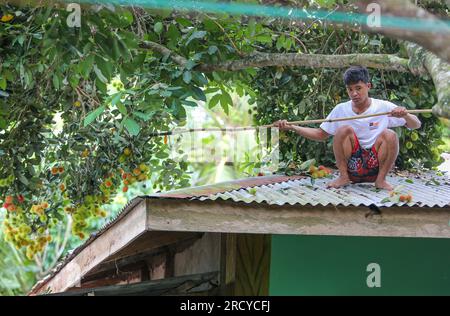 Lipa, Filippine. 17 luglio 2023 : i raccoglitori di frutta raccolgono i rambutan tra due cicloni. Il ciclone tropicale Dodong ha appena causato danni, ma il nuovo tifone Egay si sta già formando. Jayce Manalo, fornitore di frutta, spiega:'a causa del cambiamento climatico, ogni tempesta distrugge i nostri frutti che diventano imvendibili. Quindi, anche se molti rambutan non sono ancora maturi, raccogliamo in case quante più possibile prima della prossima tempesta”. L'arcipelago sta ancora vivendo il monsone sudoccidentale (habagat). Nel 2022/2023, il prezzo medio di produzione del rambutan è il più alto mai registrato qui. Crediti: Kevin Izorce/Alamy Live News Foto Stock