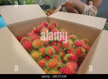 Lipa, Filippine. 17 luglio 2023 : i raccoglitori di frutta raccolgono i rambutan tra due cicloni. Il ciclone tropicale Dodong ha appena causato danni, ma il nuovo tifone Egay si sta già formando. Jayce Manalo, fornitore di frutta, spiega:'a causa del cambiamento climatico, ogni tempesta distrugge i nostri frutti che diventano imvendibili. Quindi, anche se molti rambutan non sono ancora maturi, raccogliamo in case quante più possibile prima della prossima tempesta”. L'arcipelago sta ancora vivendo il monsone sudoccidentale (habagat). Nel 2022/2023, il prezzo medio di produzione del rambutan è il più alto mai registrato qui. Crediti: Kevin Izorce/Alamy Live News Foto Stock