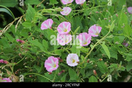 Il campo rosa strisciante che si legava, Convolvulus arvensis Foto Stock