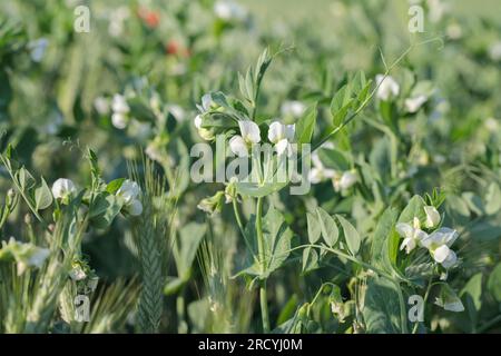 Piselli in fiore con fiori bianchi in un campo (Pisum sativum) Foto Stock