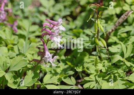 Radice cava rosa (Coridalis cava). Foto Stock