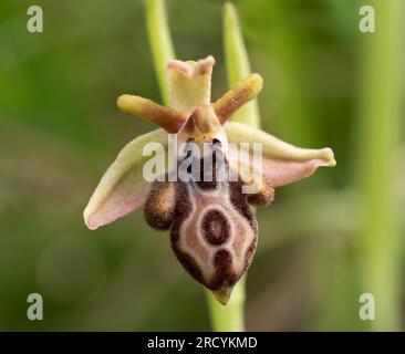 Fiore di orchidea (Ophrys ariadnae) Plakias, Creta, Grecia, aprile Foto Stock