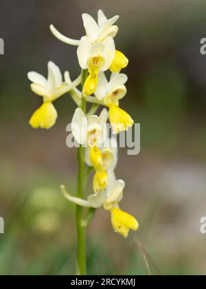 Orchidea a fiore sparso (Orchis pauciflora) , Spili, Creta, Grecia Foto Stock
