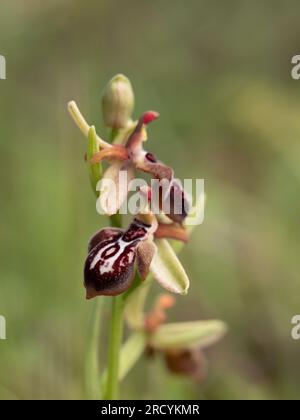 Fiore di orchidea (Ophrys ariadnae) Plakias, Creta, Grecia, aprile Foto Stock