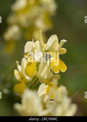 Orchidea a fiore sparso (Orchis pauciflora) , Spili, Creta, Grecia Foto Stock