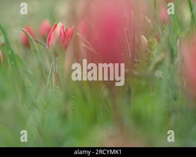 Tulipa rossa di Creta (Tulipa doerfleri), Gious Cambos, vicino Spili, Creta, Grecia Foto Stock